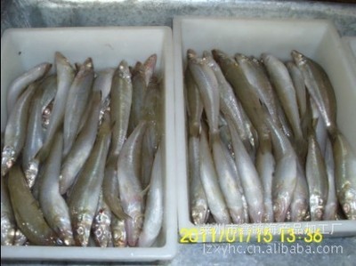崔華榮優質沙丁魚 冷凍粗加工水產品廠家直銷，盡享源頭好貨