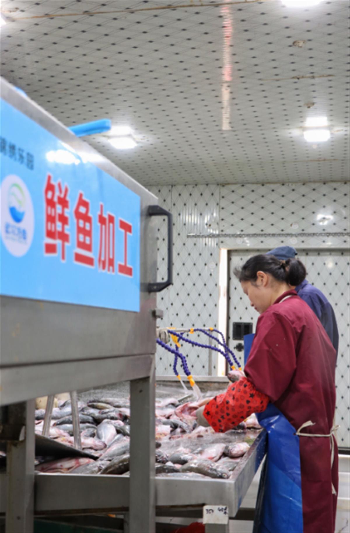 武漢東西湖有條凈魚產(chǎn)業(yè)鏈,讓武漢水產(chǎn)品走向全國(guó)人民餐桌